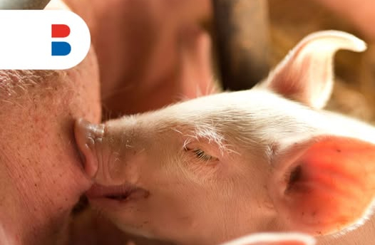 Vacature - Commercieel Varkensspecialist