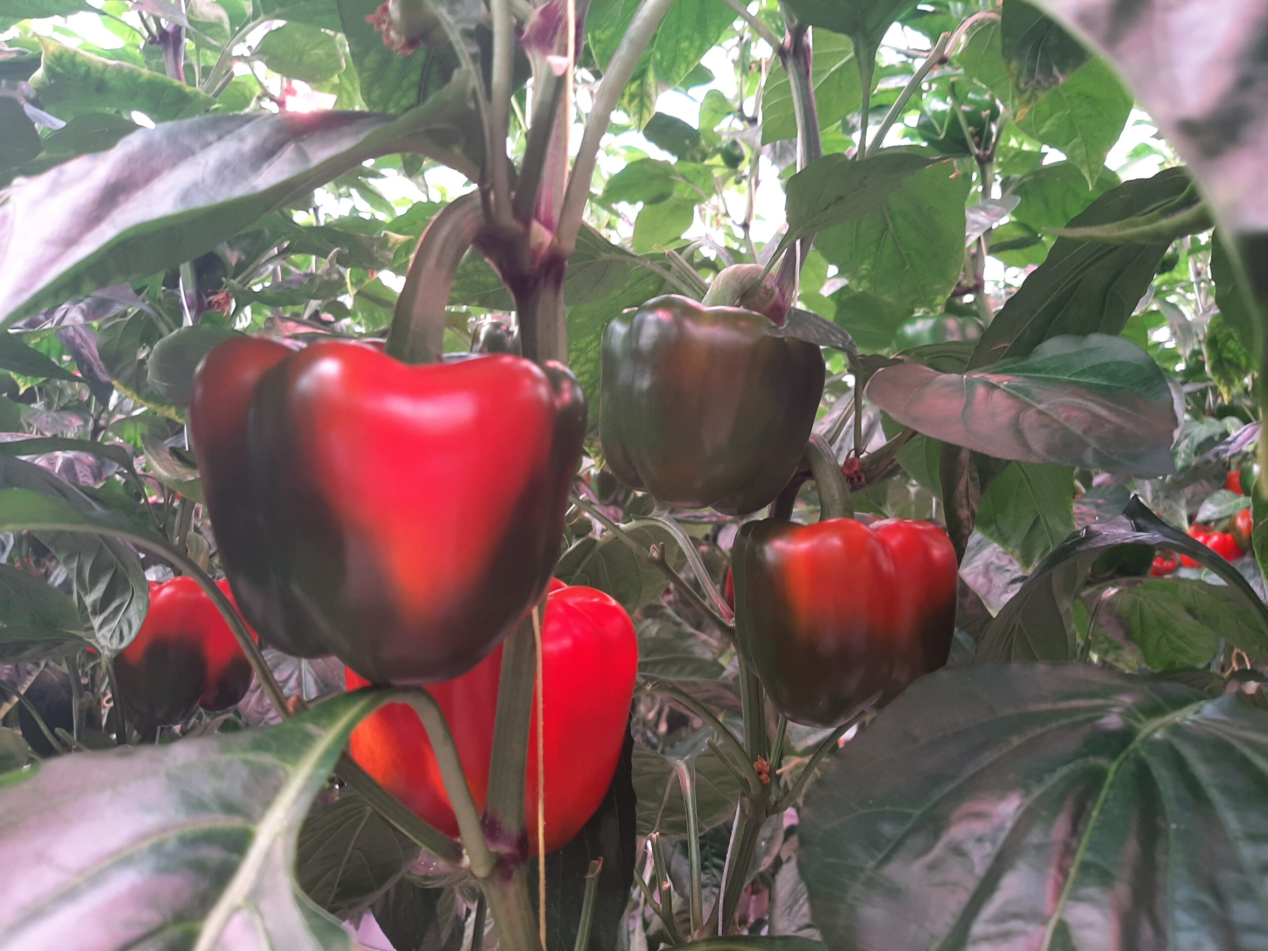 Vacature - Consultant Paprika