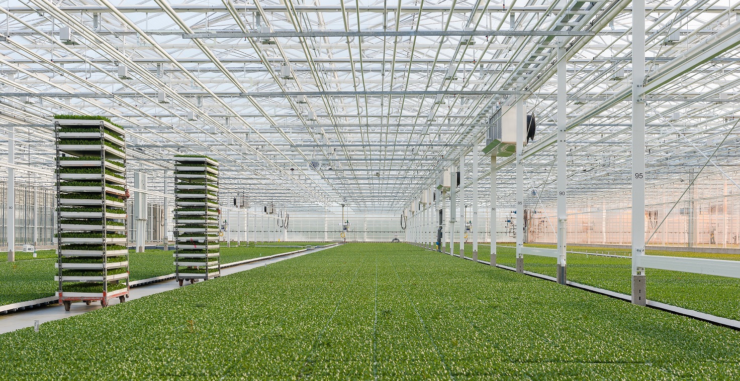 Vacature - Head of Cultivation