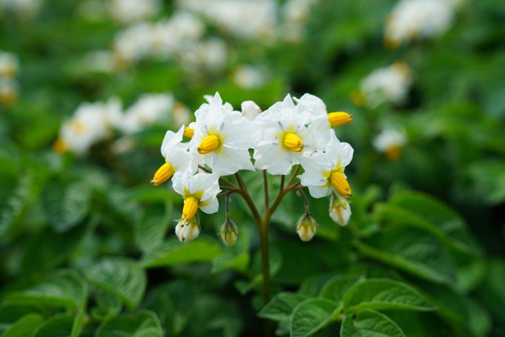 Vacature - Internationaal Salesmanager