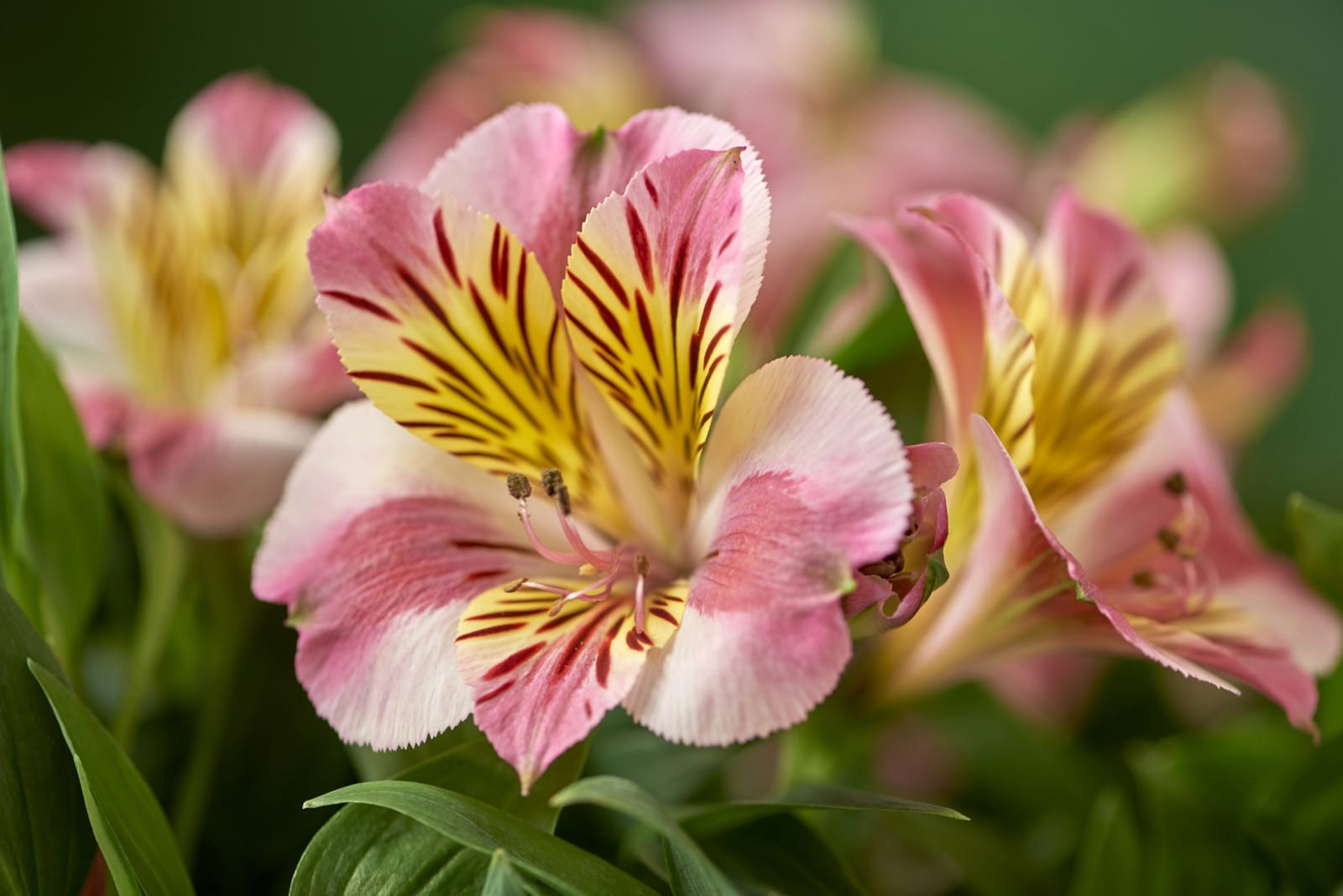 Vacature - Senior Veredelaar Alstroemeria
