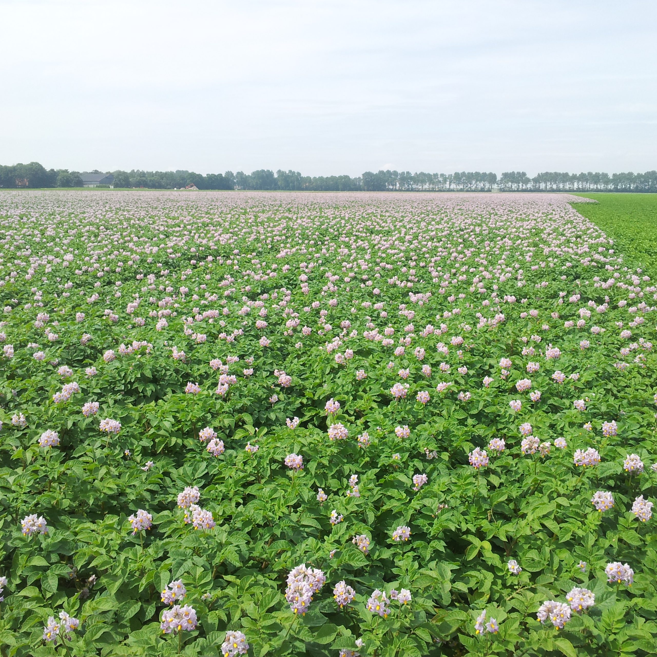 Vacature - Adviseur Akkerbouw