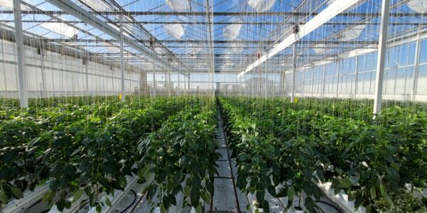 Vacature - Projectleider Glastuinbouw