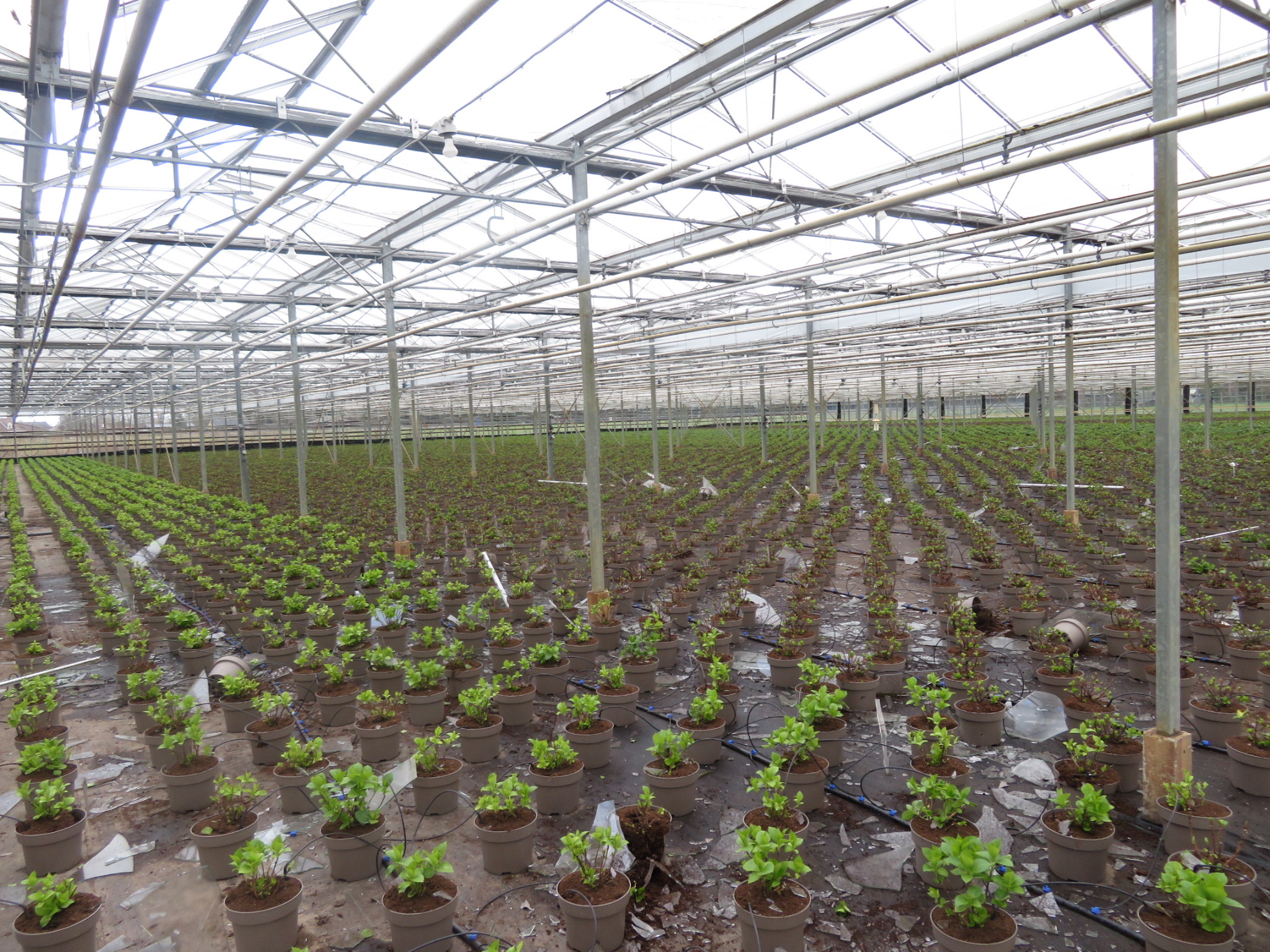 Vacature - Acceptant Glastuinbouw – Achmea Agro
