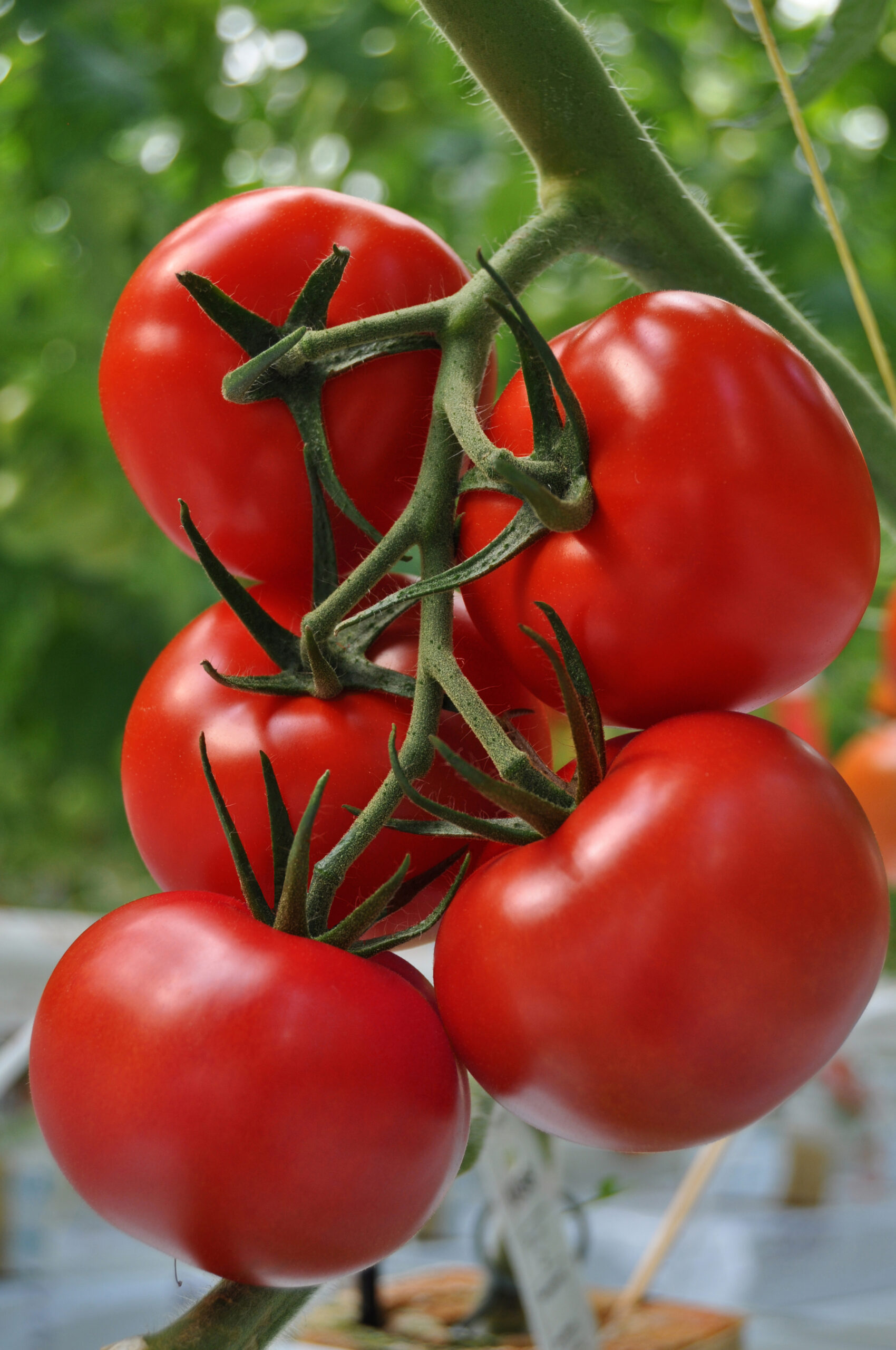 Vacature - Site Operations Manager R&D & Seed Production