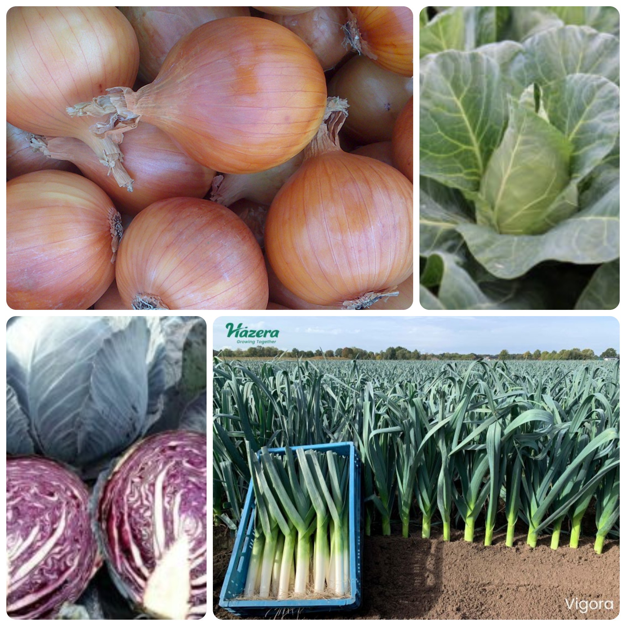 Vacature - Breeding Director Allium & Crucifers